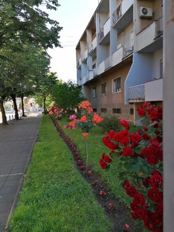 Apartman Borak Apartamento Kladovo Exterior foto